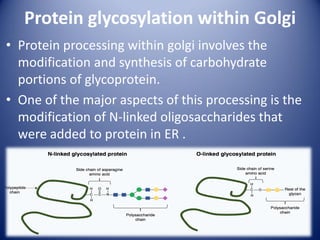 Protein glycosylation within Golgi
• Protein processing within golgi involves the
modification and synthesis of carbohydrate
portions of glycoprotein.
• One of the major aspects of this processing is the
modification of N-linked oligosaccharides that
were added to protein in ER .
 
