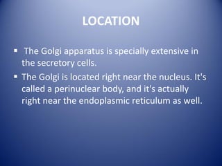 LOCATION
 The Golgi apparatus is specially extensive in
the secretory cells.
 The Golgi is located right near the nucleus. It's
called a perinuclear body, and it's actually
right near the endoplasmic reticulum as well.
 