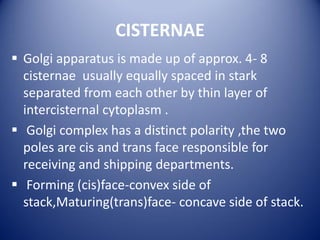 CISTERNAE
 Golgi apparatus is made up of approx. 4- 8
cisternae usually equally spaced in stark
separated from each other by thin layer of
intercisternal cytoplasm .
 Golgi complex has a distinct polarity ,the two
poles are cis and trans face responsible for
receiving and shipping departments.
 Forming (cis)face-convex side of
stack,Maturing(trans)face- concave side of stack.
 