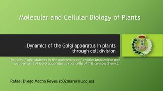 Dynamics of the Golgi apparatus in plants
through cell division
The role of microtubules in the maintenance of regular localization and
arrangement of Golgi apparatus in root cells of Triticum aestivum L.
Rafael Diego Macho Reyes (b02marer@uco.es)
Molecular and Cellular Biology of Plants
 
