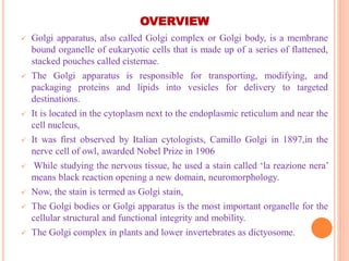 Golgi Apparatus & Lysosomes – Organization, Protein glycosylation ...