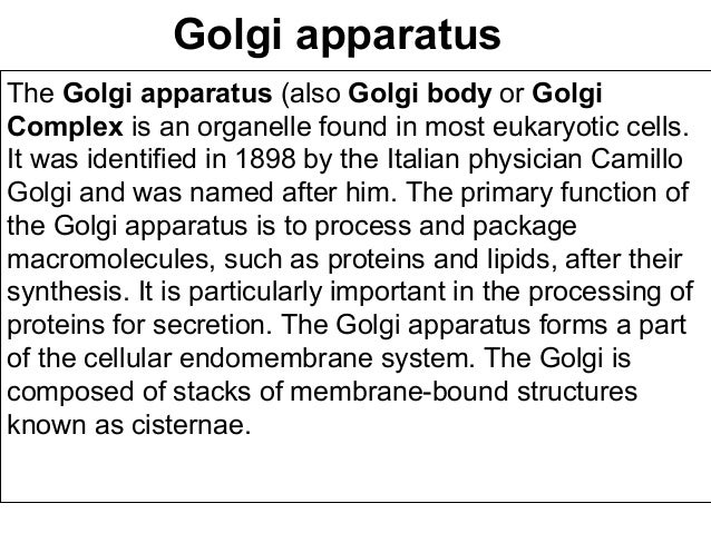 golgi apparatus ppt