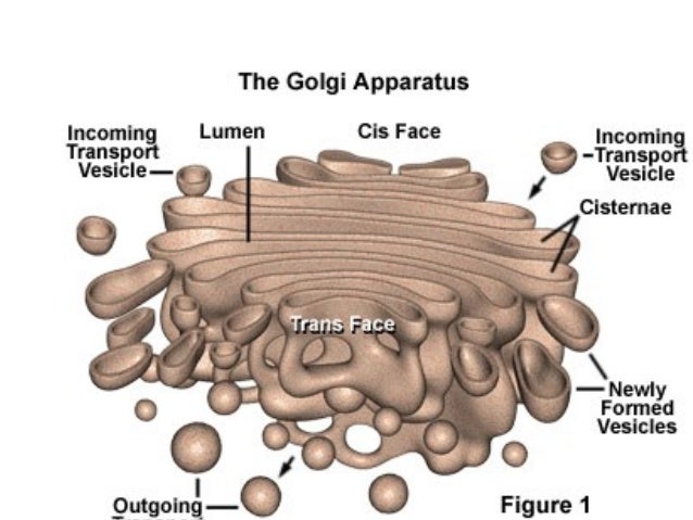 Image result for GOLGI APPARATUS/ DICTYOSOMES