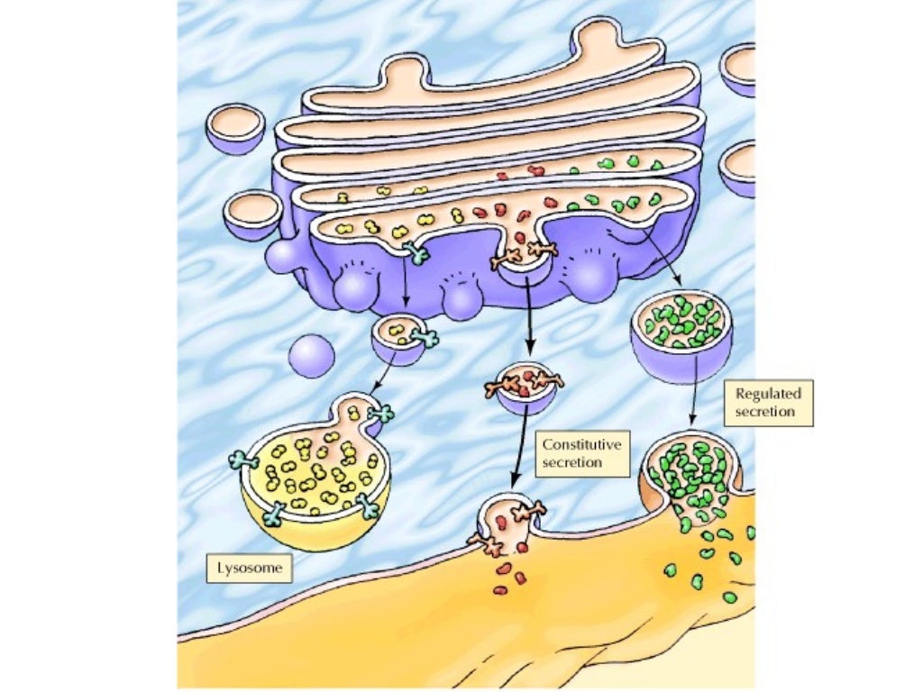 Golgi apparatus ppt