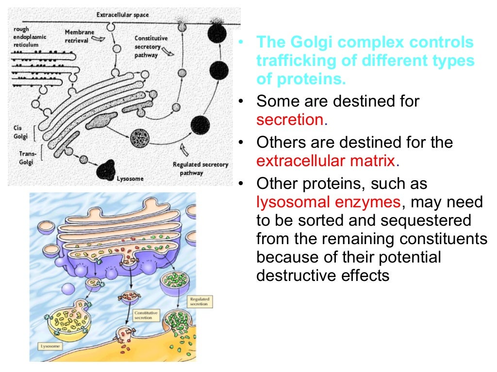 Golgi apparatus ppt