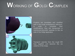 WORKING OF GOLGI COMPLEX

          Proteins are translated and modified
          with in the rough endoplasmic reticulum.
          In     order     to    complete     their
          modifications, they are transported in
          membrane-bounded vesicles to the cis
          side of the Golgi apparatus.




          Transport vesicles from the rough ER
          fuse together and become the cis
          cisterna of the Golgi.
 