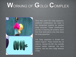 WORKING OF GOLGI COMPLEX

          Once they reach the Golgi apparatus,
          additional modifications are made to
          the transported proteins by resident
          Golgi enzymes. These modifications
          are key in ensuring the proteins reach
          their final destinations once they leave
          the Golgi apparatus.


          The Golgi apparatus is divided into
          distinct regions. These include the cis
          cisterna, nearest the ER, the centrally
          located medial cisternae, the trans
          cisterna, and the trans Golgi Network
          (TGN).
 
