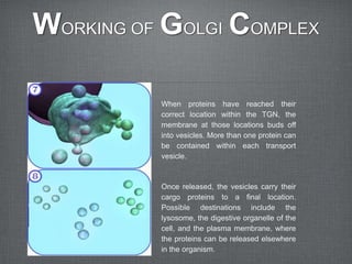 WORKING OF GOLGI COMPLEX

          When proteins have reached their
          correct location within the TGN, the
          membrane at those locations buds off
          into vesicles. More than one protein can
          be contained within each transport
          vesicle.



          Once released, the vesicles carry their
          cargo proteins to a final location.
          Possible destinations include the
          lysosome, the digestive organelle of the
          cell, and the plasma membrane, where
          the proteins can be released elsewhere
          in the organism.
 