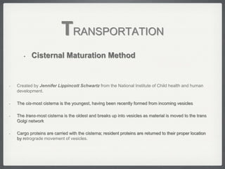TRANSPORTATION
       •   Cisternal Maturation Method


•   Created by Jennifer Lippincott Schwartz from the National Institute of Child health and human
    development.

•   The cis-most cisterna is the youngest, having been recently formed from incoming vesicles

•   The trans-most cisterna is the oldest and breaks up into vesicles as material is moved to the trans
    Golgi network

•   Cargo proteins are carried with the cisterna; resident proteins are returned to their proper location
    by retrograde movement of vesicles.
 