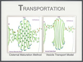 TRANSPORTATION




Cisternal Maturation Method   Vesicle Transport Model
 