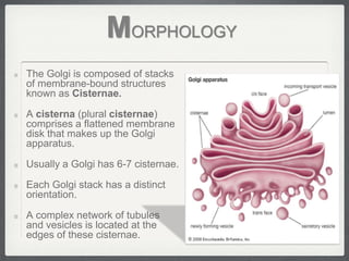MORPHOLOGY
The Golgi is composed of stacks
of membrane-bound structures
known as Cisternae.

A cisterna (plural cisternae)
comprises a flattened membrane
disk that makes up the Golgi
apparatus.

Usually a Golgi has 6-7 cisternae.

Each Golgi stack has a distinct
orientation.

A complex network of tubules
and vesicles is located at the
edges of these cisternae.
 