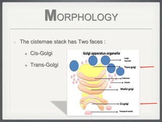 MORPHOLOGY
•   The cisternae stack has Two faces :

        Cis-Golgi

        Trans-Golgi
 