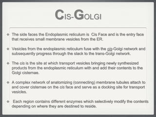 CIS-GOLGI
 The side faces the Endoplasmic reticulum is Cis Face and is the entry face
    that receives small membrane vesicles from the ER.

 Vesicles from the endoplasmic reticulum fuse with the cis-Golgi network and
    subsequently progress through the stack to the trans-Golgi network.

 The cis is the site at which transport vesicles bringing newly synthesized
    products from the endoplasmic reticulum with and add their contents to the
    Golgi cisternae.

 A complex network of anatomizing (connecting) membrane tubules attach to
    and cover cisternae on the cis face and serve as a docking site for transport
    vesicles.

   Each region contains different enzymes which selectively modify the contents
    depending on where they are destined to reside.
 