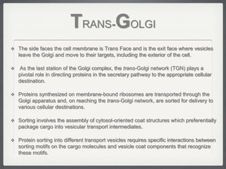 TRANS-GOLGI
 The side faces the cell membrane is Trans Face and is the exit face where vesicles
    leave the Golgi and move to their targets, including the exterior of the cell.

   As the last station of the Golgi complex, the trans-Golgi network (TGN) plays a
    pivotal role in directing proteins in the secretary pathway to the appropriate cellular
    destination.

 Proteins synthesized on membrane-bound ribosomes are transported through the
    Golgi apparatus and, on reaching the trans-Golgi network, are sorted for delivery to
    various cellular destinations.

 Sorting involves the assembly of cytosol-oriented coat structures which preferentially
    package cargo into vesicular transport intermediates.

 Protein sorting into different transport vesicles requires specific interactions between
    sorting motifs on the cargo molecules and vesicle coat components that recognize
    these motifs.
 