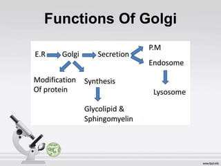 Functions Of Golgi
 