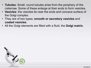 • Tubules: Small, round tubules arise from the periphery of the
cisternae. Some of these enlarge at their ends to form vesicles.
• Vesicles: the vesicles lie near the ends and concave surface of
the Golgi complex.
• They are of two types: smooth or secretory vesicles and
coated vesicles.
• All the Golgi elements are filled with a fluid, the Golgi matrix.
 