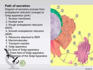 Path of secretion
Diagram of secretory process from
endoplasmic reticulum (orange) to
Golgi apparatus (pink).
1. Nuclear membrane
2. Nuclear pore
3. Rough endoplasmic reticulum
(RER)
4. Smooth endoplasmic reticulum
(SER)
5. Ribosome attached to RER
6. Macromolecules
7. Transport vesicles
8. Golgi apparatus
9.Cis face of Golgi apparatus
10. Trans face of Golgi apparatus
11. Cisternae of the Golgi Apparatus
 