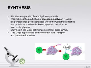 SYNTHESIS
• It is also a major site of carbohydrate synthesis.
• This includes the production of glycosaminoglycan (GAGs),
long unbranched polysaccharides which the Golgi then attaches
to a protein synthesised in the endoplasmic reticulum to
form proteoglycans.
• Enzymes in the Golgi polymerize several of these GAGs.
• The Golgi apparatus is also involved in lipid Transport
and lysosome formation.
 