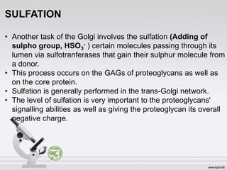SULFATION
• Another task of the Golgi involves the sulfation (Adding of
sulpho group, HSO3
- ) certain molecules passing through its
lumen via sulfotranferases that gain their sulphur molecule from
a donor.
• This process occurs on the GAGs of proteoglycans as well as
on the core protein.
• Sulfation is generally performed in the trans-Golgi network.
• The level of sulfation is very important to the proteoglycans'
signalling abilities as well as giving the proteoglycan its overall
negative charge.
 