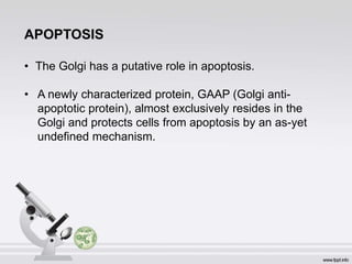 APOPTOSIS
• The Golgi has a putative role in apoptosis.
• A newly characterized protein, GAAP (Golgi anti-
apoptotic protein), almost exclusively resides in the
Golgi and protects cells from apoptosis by an as-yet
undefined mechanism.
 