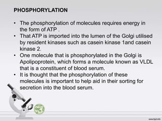 PHOSPHORYLATION
• The phosphorylation of molecules requires energy in
the form of ATP .
• That ATP is imported into the lumen of the Golgi utilised
by resident kinases such as casein kinase 1and casein
kinase 2.
• One molecule that is phosphorylated in the Golgi is
Apolipoprotein, which forms a molecule known as VLDL
that is a constituent of blood serum.
• It is thought that the phosphorylation of these
molecules is important to help aid in their sorting for
secretion into the blood serum.
 