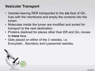 Vesicular Transport
• Vesicles leaving RER transported to the cis face of GA,
fuse with the membrane and empty the contents into the
lumen.
• Molecules inside the lumen are modified and sorted for
transport to the next destination.
• Proteins destined for places other than ER and GA, moves
to trans face.
• Gets placed on either of the 3 vesicles, i.e.
Exocytotic , Secretory and Lysosomal vesicles.
 