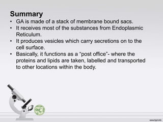 Summary
• GA is made of a stack of membrane bound sacs.
• It receives most of the substances from Endoplasmic
Reticulum.
• It produces vesicles which carry secretions on to the
cell surface.
• Basically, it functions as a “post office”- where the
proteins and lipids are taken, labelled and transported
to other locations within the body.
 