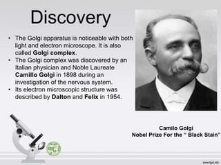 Discovery
• The Golgi apparatus is noticeable with both
light and electron microscope. It is also
called Golgi complex.
• The Golgi complex was discovered by an
Italian physician and Noble Laureate
Camillo Golgi in 1898 during an
investigation of the nervous system.
• Its electron microscopic structure was
described by Dalton and Felix in 1954.
Camilo Golgi
Nobel Prize For the “ Black Stain”
 