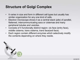 Structure of Golgi Complex
• It varies in size and form in different cell types but usually has
similar organization for any one kind of cells.
• Electron microscope shows it as a central stack (pile) of parallel,
flattened, intercommunicating sacs or cisternae and many
peripheral tubules and vesicles.
• Consists of 4 functionally distinct region- cis face (entry face),
middle cisterna, trans cisterna, trans face(exit face).
• Each region contain different enzymes which selectively modify
the contents depending on where they reside.
 