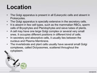 Location
• The Golgi apparatus is present in all Eukaryotic cells and absent in
Prokaryotes.
• The Golgi apparatus is specially extensive in the secretory cells.
• It is absent in few cell types, such as the mammalian RBCs, sperm
cells of Bryophytes and Pteridophytes and sieve tubes of plants.
• A cell may have one large Golgi complex or several very small
ones. It occupies different positions in different kind of cells.
• In secretory and absorptive cells, it usually lies between the
nucleus and Plasma Membrane.
• The invertebrate and plant cells usually have several small Golgi
complexes, called Dictyosomes, scattered throughout the
cytoplasm.
 