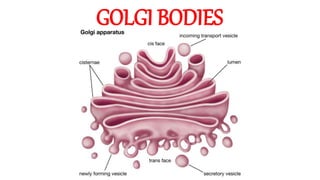 GOLGI BODIES
 