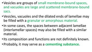 •Vesicles are groups of small membrane-bound spaces,
and vacuoles are large and scattered membrane-bound
sacs.
•Vesicles, vacuoles and the dilated ends of lamellae may
be filled with a granular or amorphous material.
•In some cases, the spaces between adjacent lamellae
(interlamellar spaces) may also be filled with a similar
material.
•Its composition and functions are not definitely known.
•Probably, it may serve as a cementing substance.
 