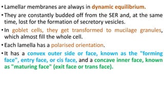 •Lamellar membranes are always in dynamic equilibrium.
•They are constantly budded off from the SER and, at the same
time, lost for the formation of secretory vesicles.
•In goblet cells, they get transformed to mucilage granules,
which almost fill the whole cell.
•Each lamella has a polarised orientation.
•It has a convex outer side or face, known as the "forming
face", entry face, or cis face, and a concave inner face, known
as "maturing face" (exit face or trans face).
 
