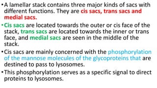 •A lamellar stack contains three major kinds of sacs with
different functions. They are cis sacs, trans sacs and
medial sacs.
•Cis sacs are located towards the outer or cis face of the
stack, trans sacs are located towards the inner or trans
face, and medial sacs are seen in the middle of the
stack.
•Cis sacs are mainly concerned with the phosphorylation
of the mannose molecules of the glycoproteins that are
destined to pass to lysosomes.
•This phosphorylation serves as a specific signal to direct
proteins to lysosomes.
 