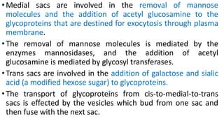 •Medial sacs are involved in the removal of mannose
molecules and the addition of acetyl glucosamine to the
glycoproteins that are destined for exocytosis through plasma
membrane.
•The removal of mannose molecules is mediated by the
enzymes mannosidases, and the addition of acetyl
glucosamine is mediated by glycosyl transferases.
•Trans sacs are involved in the addition of galactose and sialic
acid (a modified hexose sugar) to glycoproteins.
•The transport of glycoproteins from cis-to-medial-to-trans
sacs is effected by the vesicles which bud from one sac and
then fuse with the next sac.
 