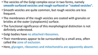 • The vesicles of the Golgi complex occur in two forms, namely
smooth-surfaced vesicles and rough-surfaced or "coated vesicles".
• Smooth vesicles are quite common, but rough vesicles are less
frequent.
• The membranes of the rough vesicles are coated with granules or
bristles at the outer (cytoplasmic) surface.
• The functional significance of this morphological distinction is not
definitely understood.
• Golgi bodies have no attached ribosomes.
• Their membranes appear to be surrounded by a small area, often
called the zone of exclusion.
• Here, glycogen, ribosomes and mitochondria are apparently absent.
 
