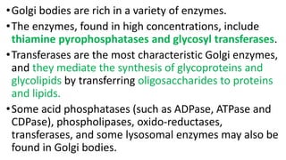 •Golgi bodies are rich in a variety of enzymes.
•The enzymes, found in high concentrations, include
thiamine pyrophosphatases and glycosyl transferases.
•Transferases are the most characteristic Golgi enzymes,
and they mediate the synthesis of glycoproteins and
glycolipids by transferring oligosaccharides to proteins
and lipids.
•Some acid phosphatases (such as ADPase, ATPase and
CDPase), phospholipases, oxido-reductases,
transferases, and some lysosomal enzymes may also be
found in Golgi bodies.
 
