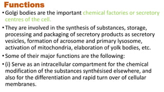 Functions
•Golgi bodies are the important chemical factories or secretory
centres of the cell.
•They are involved in the synthesis of substances, storage,
processing and packaging of secretory products as secretory
vesicles, formation of acrosome and primary lysosome,
activation of mitochondria, elaboration of yolk bodies, etc.
•Some of their major functions are the following:
•(i) Serve as an intracellular compartment for the chemical
modification of the substances synthésised elsewhere, and
also for the differentiation and rapid turn over of cellular
membranes.
 