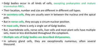 • Golgi bodies occur in all kinds of cells, excepting prokaryotes and mature
mammalian RBCs.
• Their location, number and size are different in different cell types.
• In secretory cells, they are usually seen in between the nucleus and the apical
pole.
• But in nerve cells, they occupy a circum-nuclear position.
• In most cells, there is only a single set of Golgi bodies.
• But, invertebrate cells, nerve cells, liver cells and most plant cells have multiple
sets, more or less distributed throughout the cytoplasm.
• Multiple sets of Golgi bodies are described dictyosomes.
• In salivary gland cells, they are exceptionally numerous, often several
thousand.
 