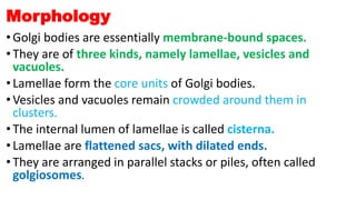 Morphology
• Golgi bodies are essentially membrane-bound spaces.
• They are of three kinds, namely lamellae, vesicles and
vacuoles.
• Lamellae form the core units of Golgi bodies.
• Vesicles and vacuoles remain crowded around them in
clusters.
• The internal lumen of lamellae is called cisterna.
• Lamellae are flattened sacs, with dilated ends.
• They are arranged in parallel stacks or piles, often called
golgiosomes.
 