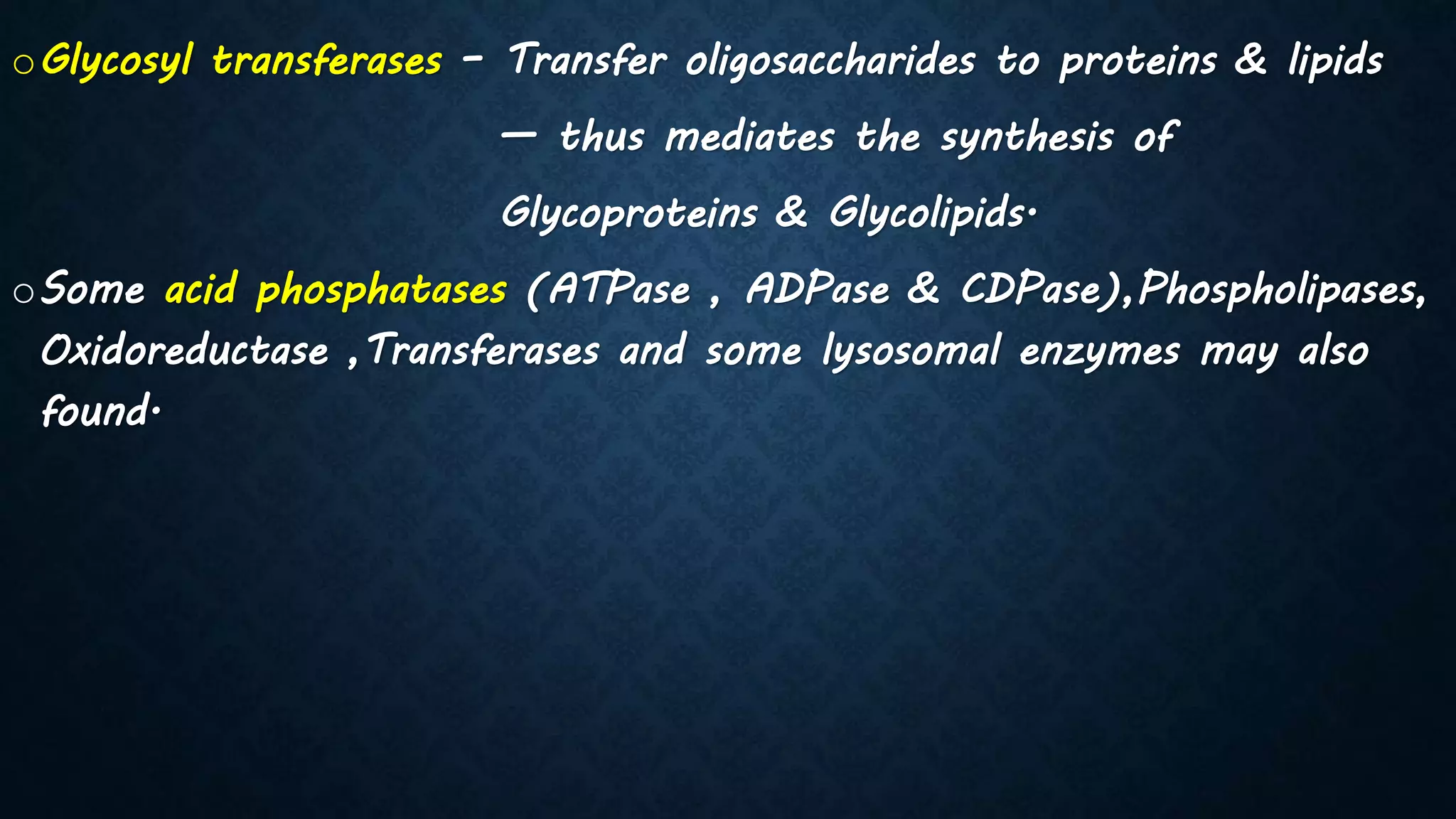 oGlycosyl transferases – Transfer oligosaccharides to proteins & lipids
— thus mediates the synthesis of
Glycoproteins & Glycolipids.
oSome acid phosphatases (ATPase , ADPase & CDPase),Phospholipases,
Oxidoreductase ,Transferases and some lysosomal enzymes may also
found.
 