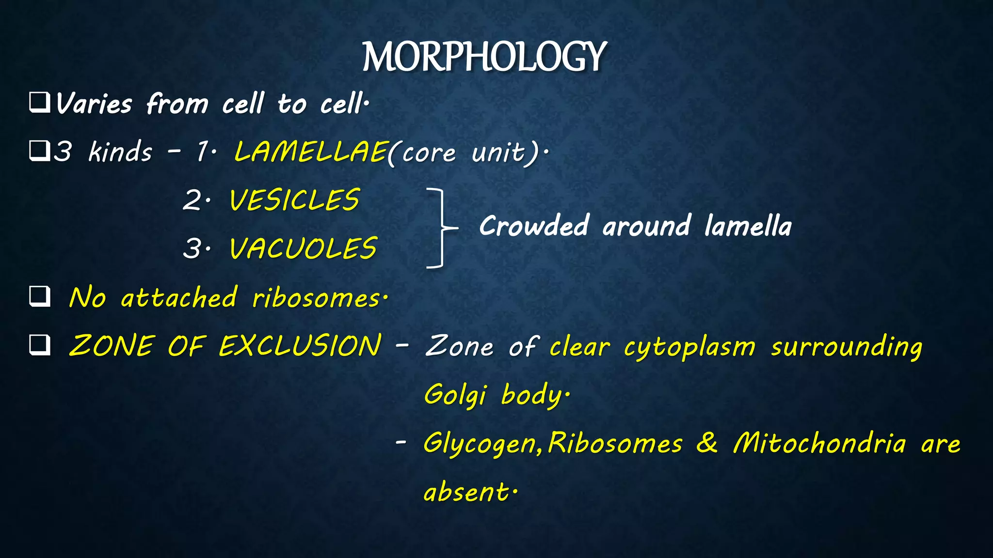 MORPHOLOGY
Varies from cell to cell.
3 kinds – 1. LAMELLAE(core unit).
2. VESICLES
3. VACUOLES
 No attached ribosomes.
 ZONE OF EXCLUSION – Zone of clear cytoplasm surrounding
Golgi body.
- Glycogen,Ribosomes & Mitochondria are
absent.
Crowded around lamella
 
