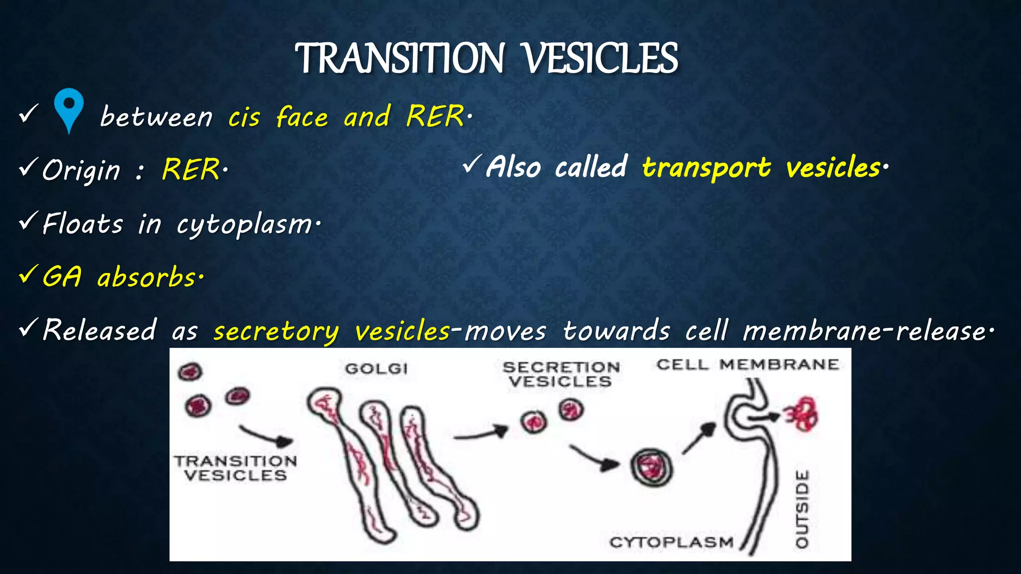 TRANSITION VESICLES
 between cis face and RER.
Origin : RER.
Floats in cytoplasm.
GA absorbs.
Released as secretory vesicles-moves towards cell membrane-release.
Also called transport vesicles.
 