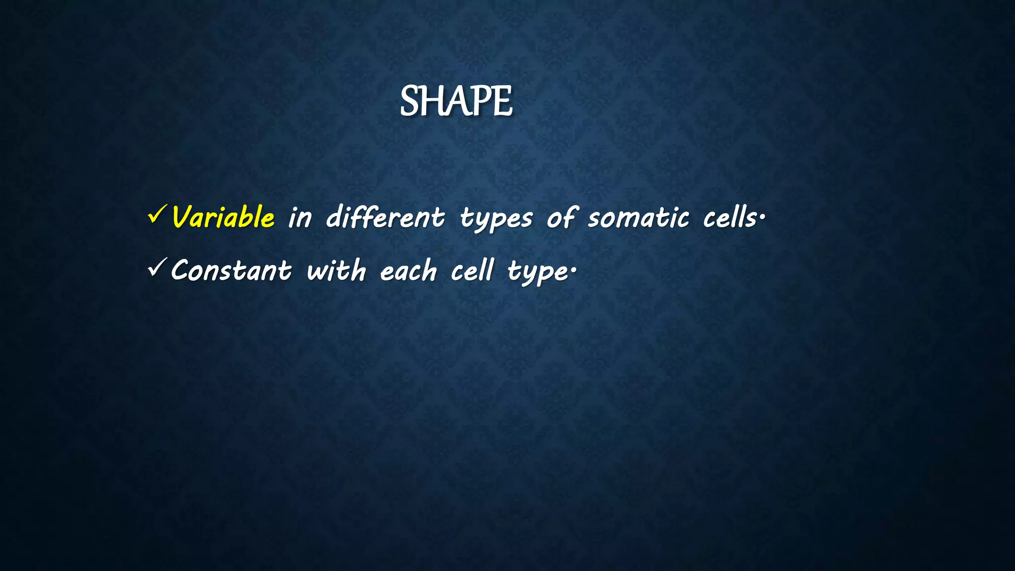 SHAPE
Variable in different types of somatic cells.
Constant with each cell type.
 