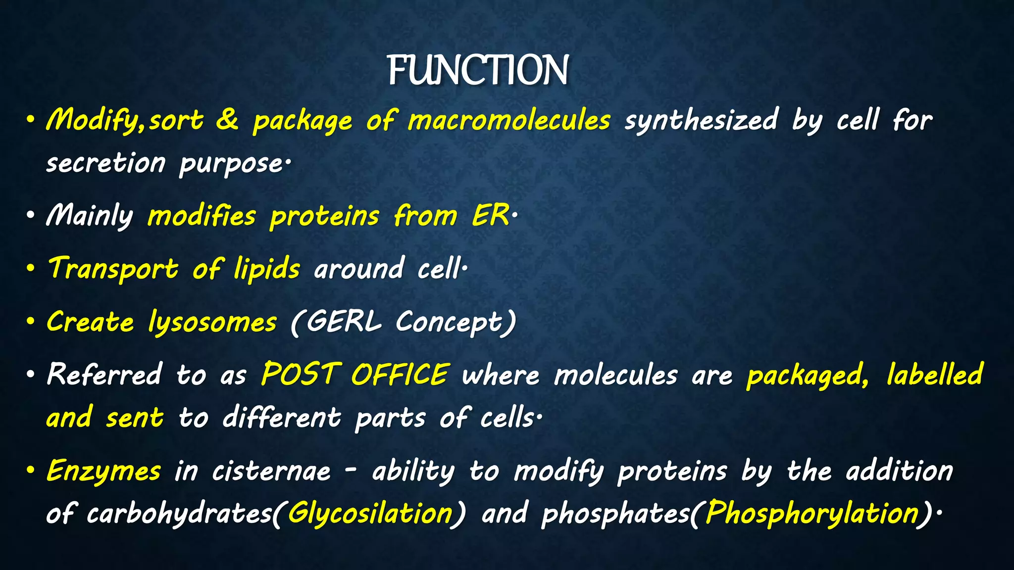 FUNCTION
• Modify,sort & package of macromolecules synthesized by cell for
secretion purpose.
• Mainly modifies proteins from ER.
• Transport of lipids around cell.
• Create lysosomes (GERL Concept)
• Referred to as POST OFFICE where molecules are packaged, labelled
and sent to different parts of cells.
• Enzymes in cisternae - ability to modify proteins by the addition
of carbohydrates(Glycosilation) and phosphates(Phosphorylation).
 