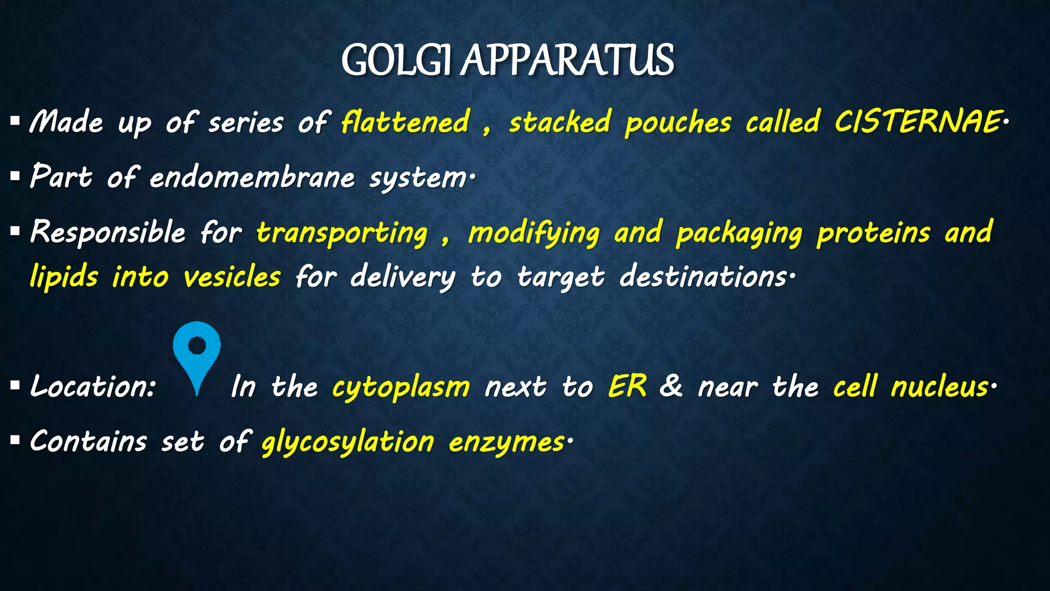 GOLGI APPARATUS
 Made up of series of flattened , stacked pouches called CISTERNAE.
 Part of endomembrane system.
 Responsible for transporting , modifying and packaging proteins and
lipids into vesicles for delivery to target destinations.
 Location: In the cytoplasm next to ER & near the cell nucleus.
 Contains set of glycosylation enzymes.
 