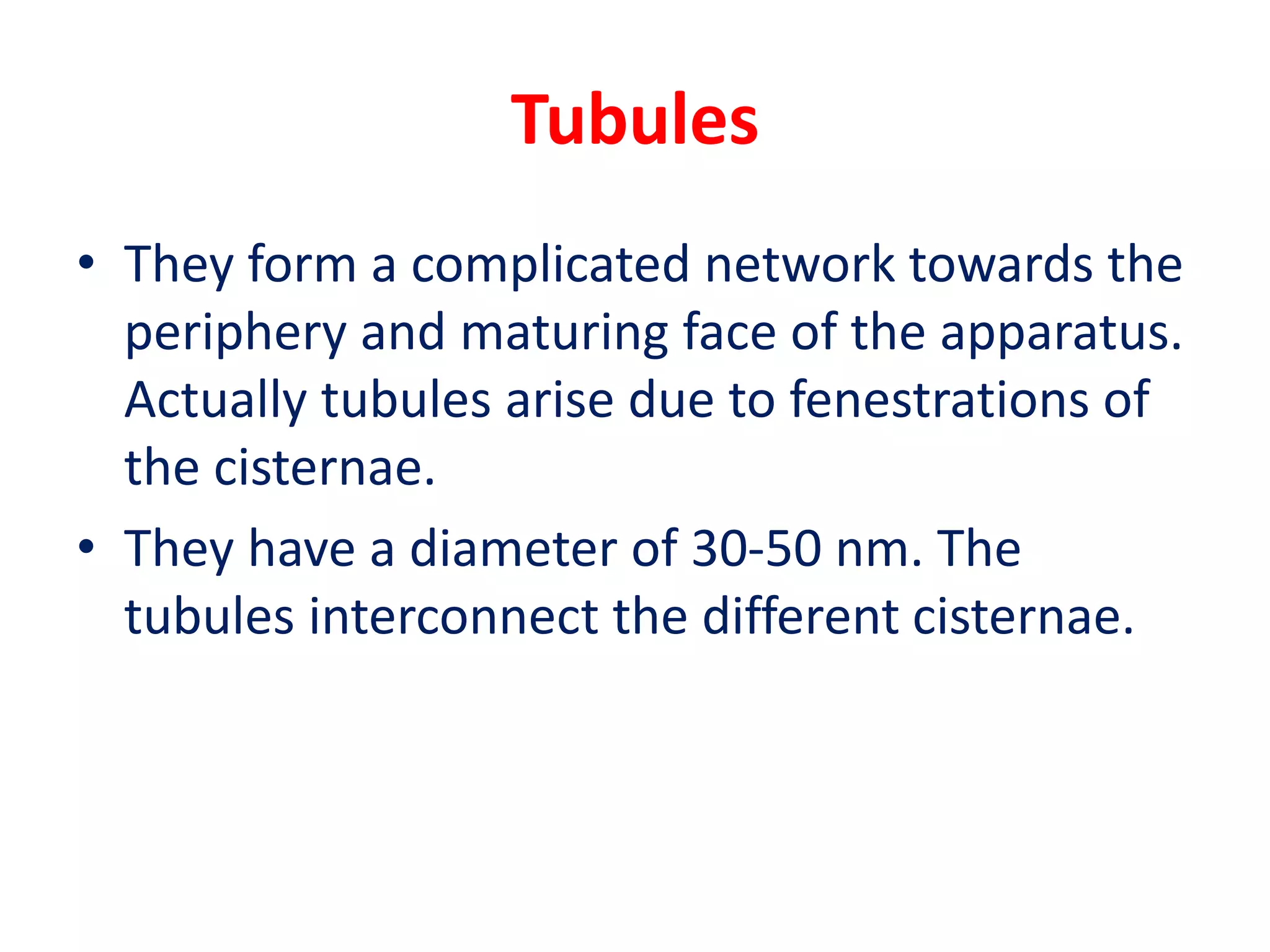 Tubules
• They form a complicated network towards the
periphery and maturing face of the apparatus.
Actually tubules arise due to fenestrations of
the cisternae.
• They have a diameter of 30-50 nm. The
tubules interconnect the different cisternae.
 