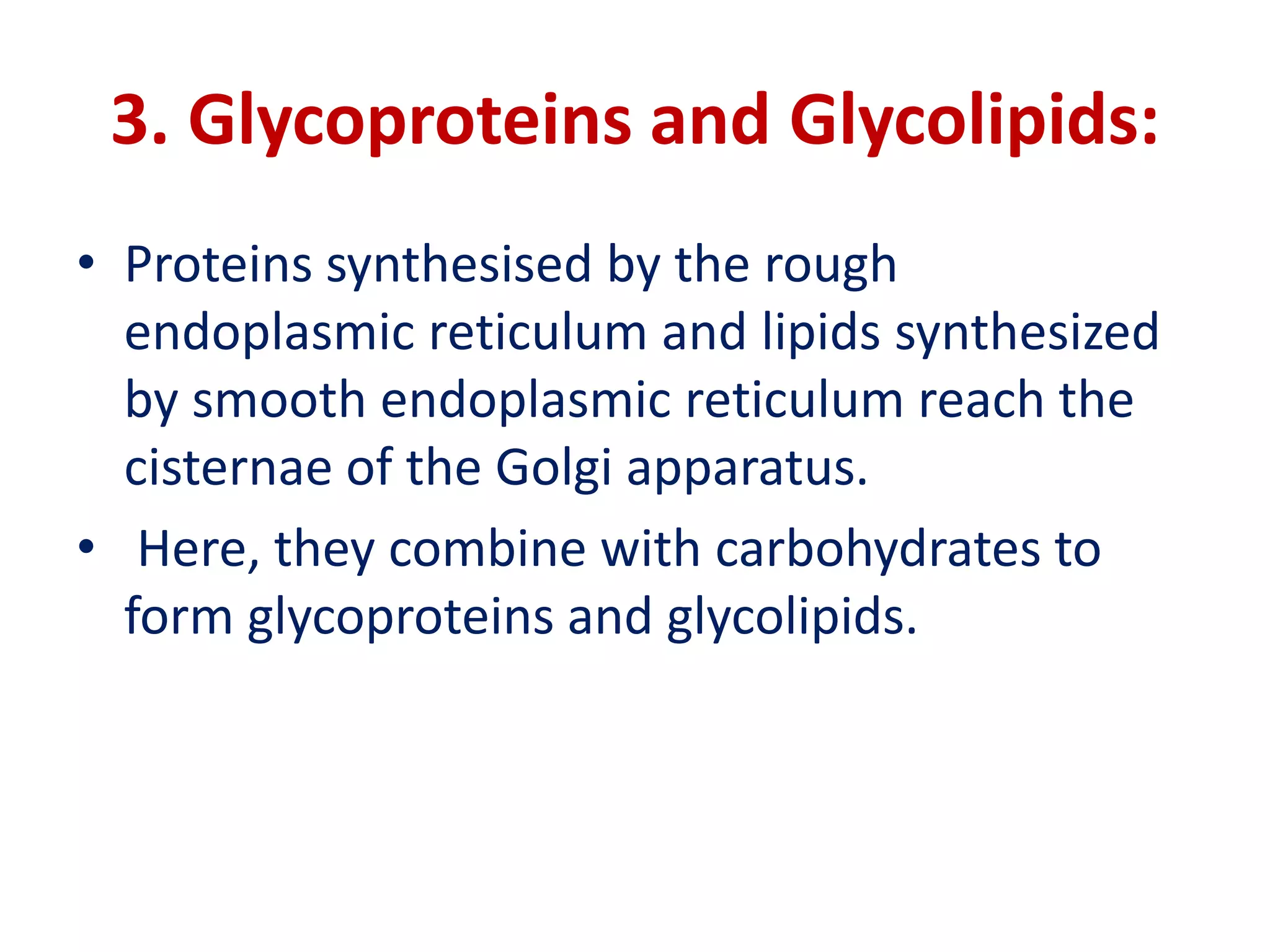 3. Glycoproteins and Glycolipids:
• Proteins synthesised by the rough
endoplasmic reticulum and lipids synthesized
by smooth endoplasmic reticulum reach the
cisternae of the Golgi apparatus.
• Here, they combine with carbohydrates to
form glycoproteins and glycolipids.
 