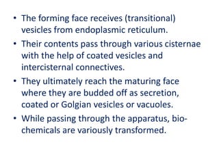 • The forming face receives (transitional)
vesicles from endoplasmic reticulum.
• Their contents pass through various cisternae
with the help of coated vesicles and
intercisternal connectives.
• They ultimately reach the maturing face
where they are budded off as secretion,
coated or Golgian vesicles or vacuoles.
• While passing through the apparatus, bio-
chemicals are variously transformed.
 