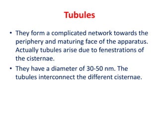 Tubules
• They form a complicated network towards the
periphery and maturing face of the apparatus.
Actually tubules arise due to fenestrations of
the cisternae.
• They have a diameter of 30-50 nm. The
tubules interconnect the different cisternae.
 